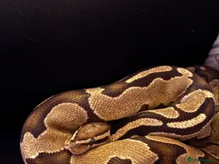 Python Snake reptiles Ball python - Advert 22