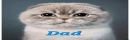 Scottish Fold cats for sale: Scottish Fold Kittens  - Advert 13