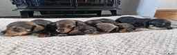 Dachshund dogs for sale: Wirehaired daschunds pups (teckle) - Advert 22