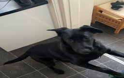 Mixed Breed dogs for sale: Mixed Malinois - Image 2
