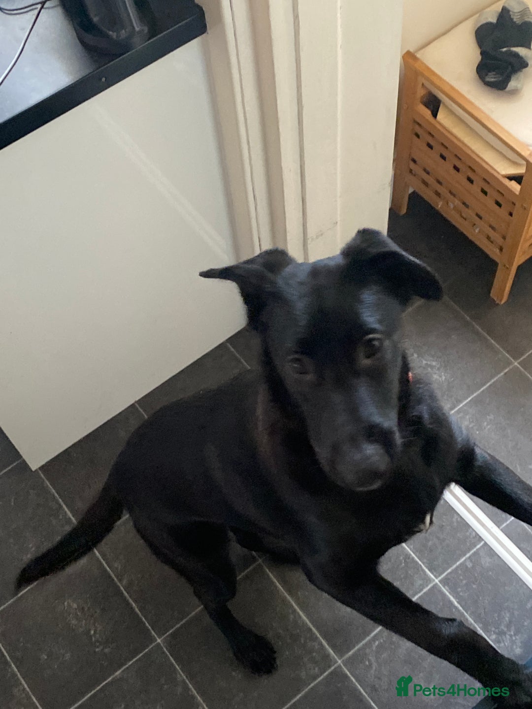 Mixed Breed dogs for sale: Mixed Malinois - Image 2