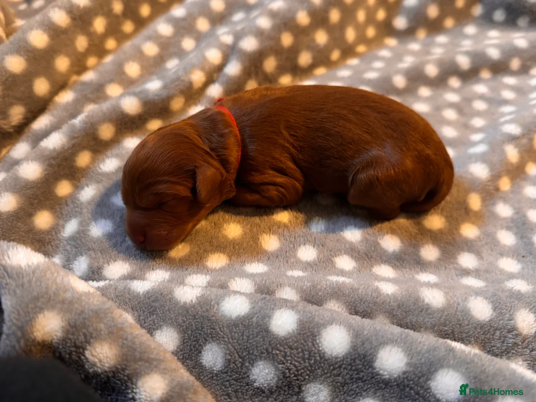 Cavapoo dogs for sale: Cavapoo puppies  - Advert 37