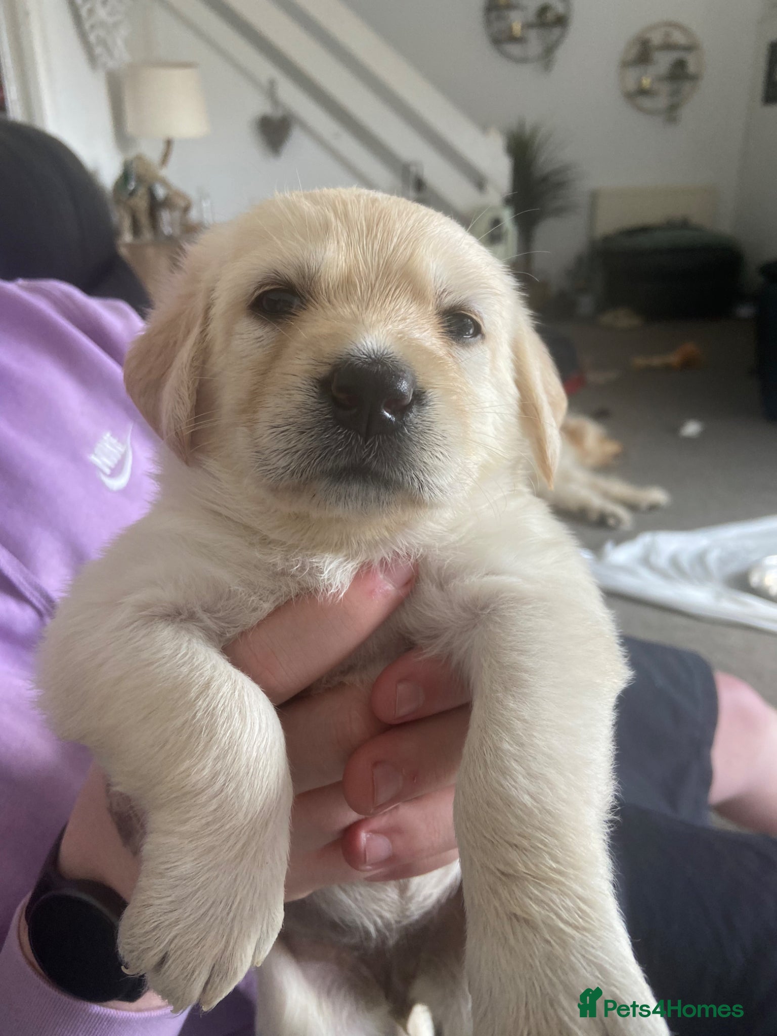 Mixed Breed dogs Labradoodles Pups **** 4 left ***** - Advert 5