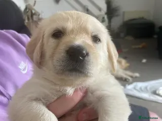 Mixed Breed dogs Labradoodles Pups **** 4 left ***** - Advert 5