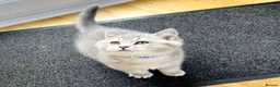 British Shorthair cats for sale: A Girl Available- GCCF/TICA British Shorthair  - Advert 32