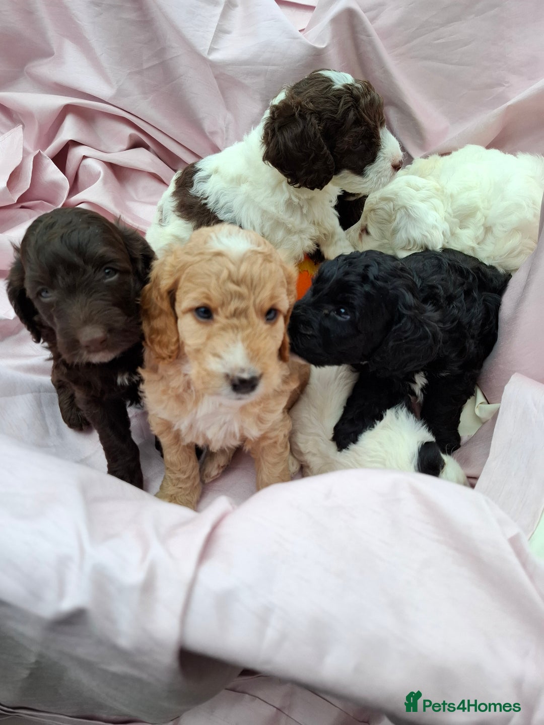 Cockapoo dogs for sale: Beautiful Cockapoo Puppies  - Image 2