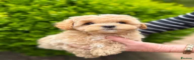 Maltipoo Puppy 2