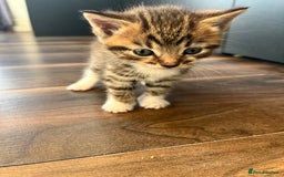 Mixed Breed cats for sale: 2 beautiful tabby male kittens available  - Image 5