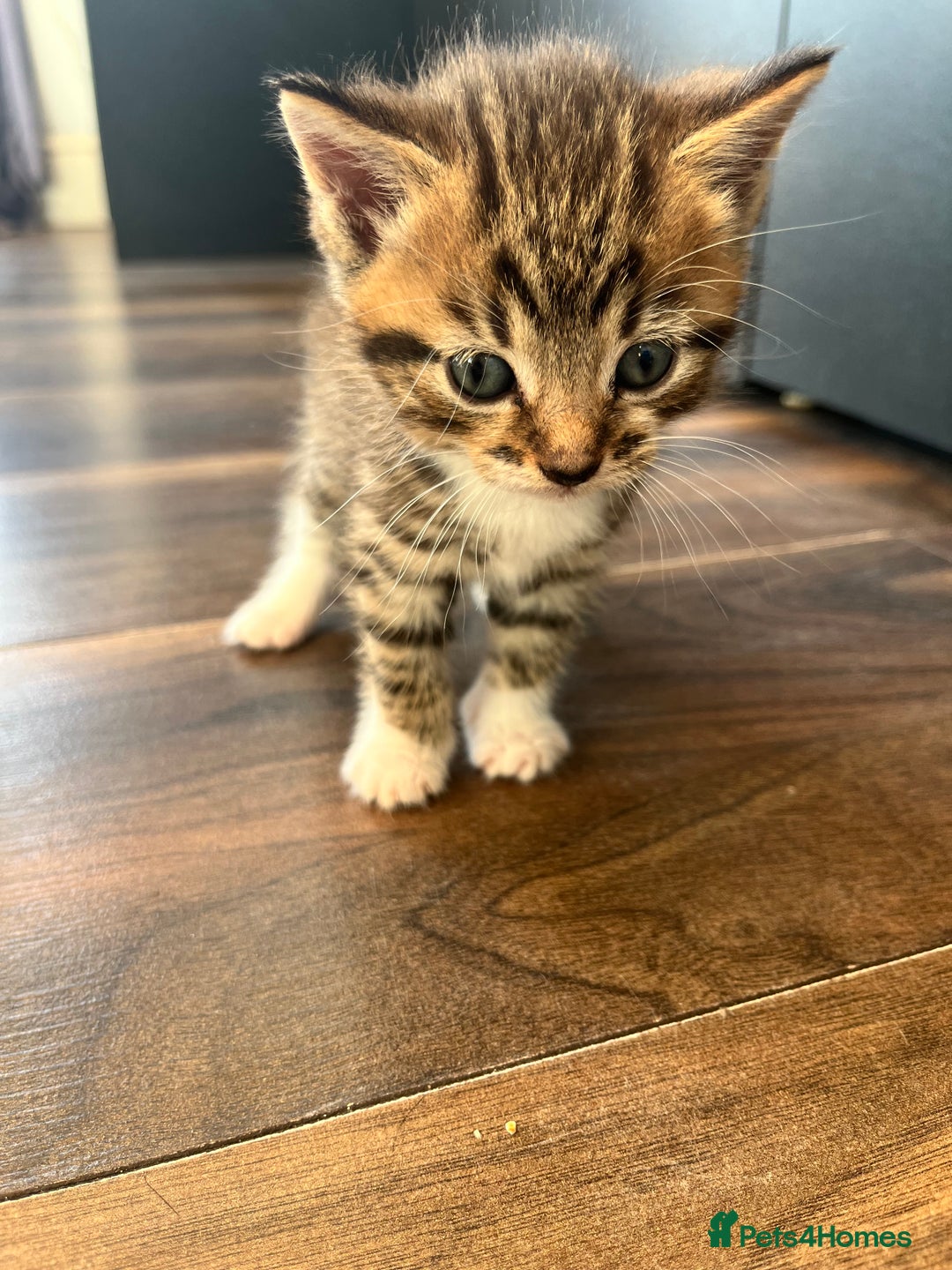 Mixed Breed cats for sale: 2 beautiful tabby male kittens available  - Image 5