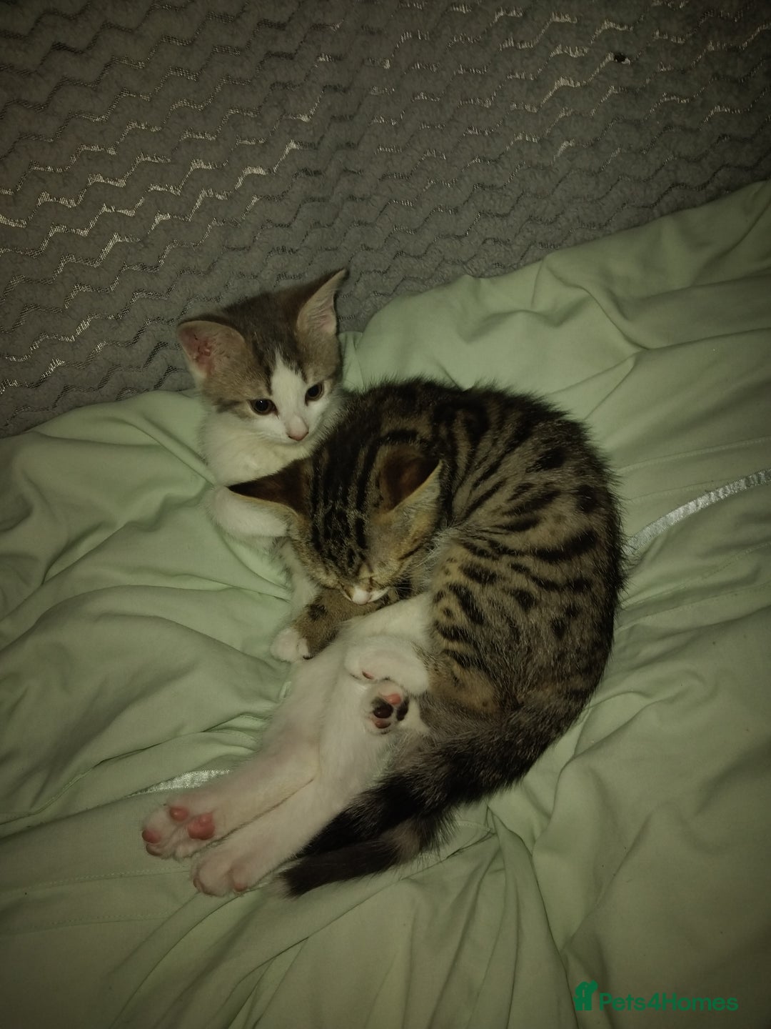 Mixed Breed cats for sale: Kittens american ringtail mixbreed  - Image 15