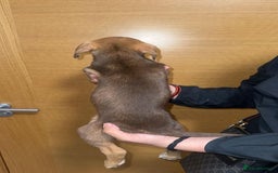 Mixed Breed dogs for sale: Puppies for sale  - Image 15