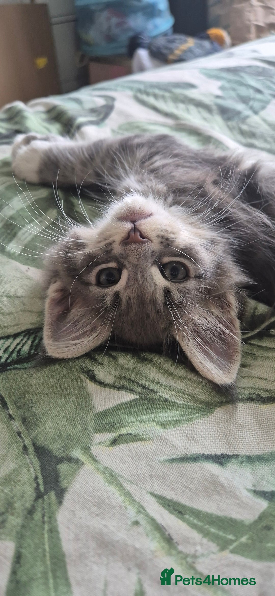 Maine Coon cats for sale: GCCF registered Pedigree Maine Coon Kittens - Advert 6