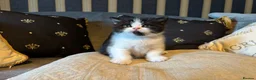 British Shorthair cats for sale: Grand champion sired - Advert 14