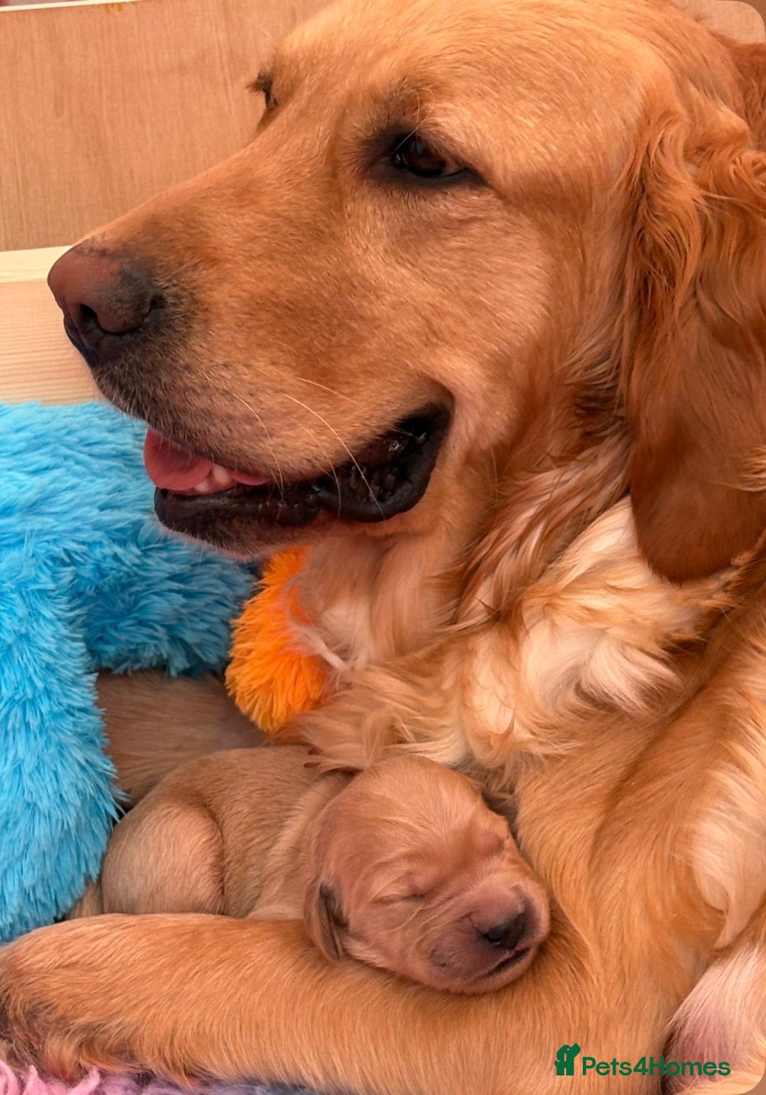 Golden Retriever dogs Pedigree Golden Retriever Puppies  - Advert 1