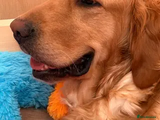 Golden Retriever dogs Pedigree Golden Retriever Puppies - Advert 1