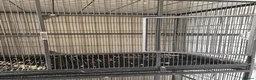 Mixed Breed birds for sale: Double parrot cage  - Advert 3