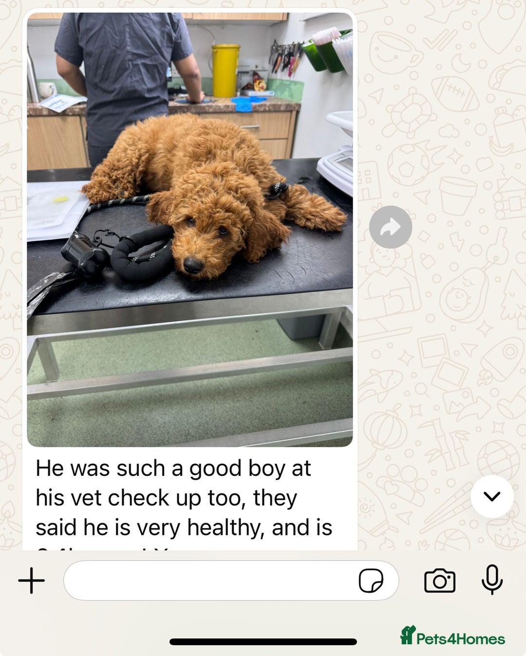 Cavapoo dogs for sale: Top Class Extensively tested Toy Cavapoo pups - Advert 18