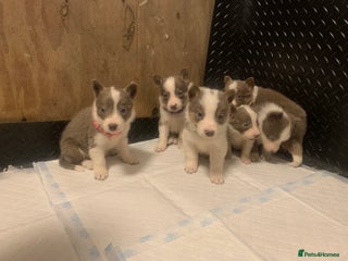 Border Collie dogs - Advert 1