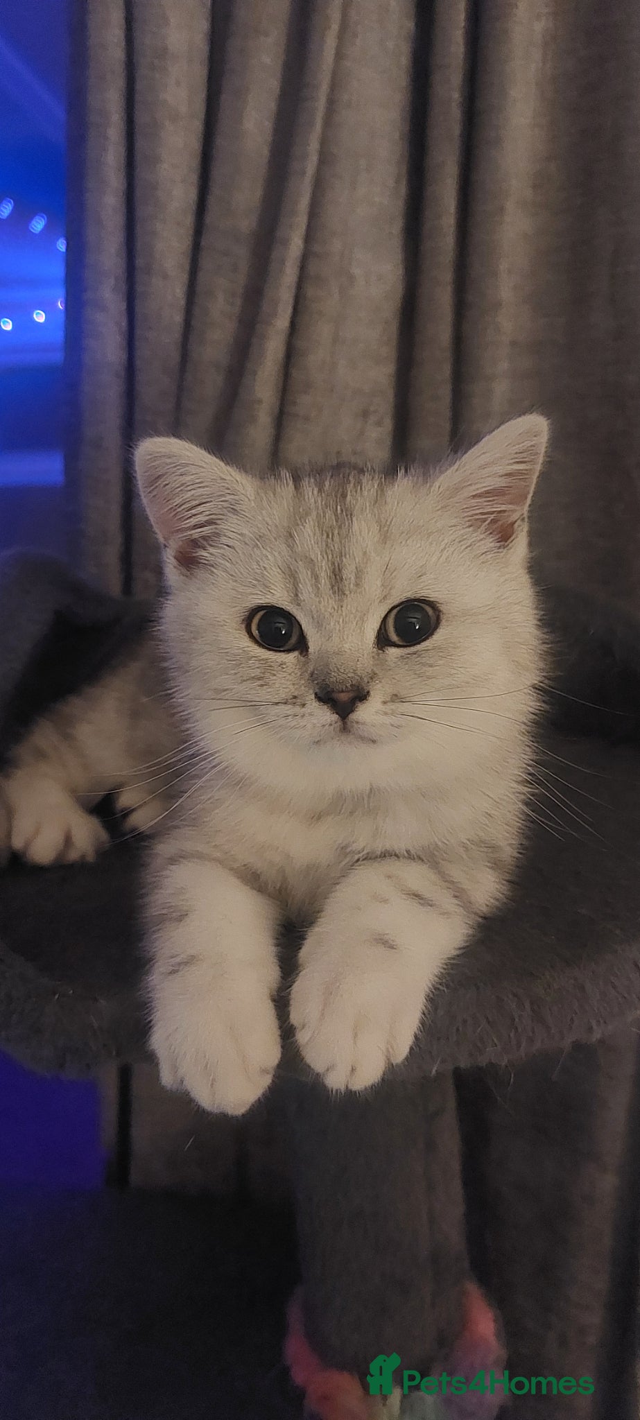 British Shorthair cats 2 British shorthair boys silver tabby - Advert 9