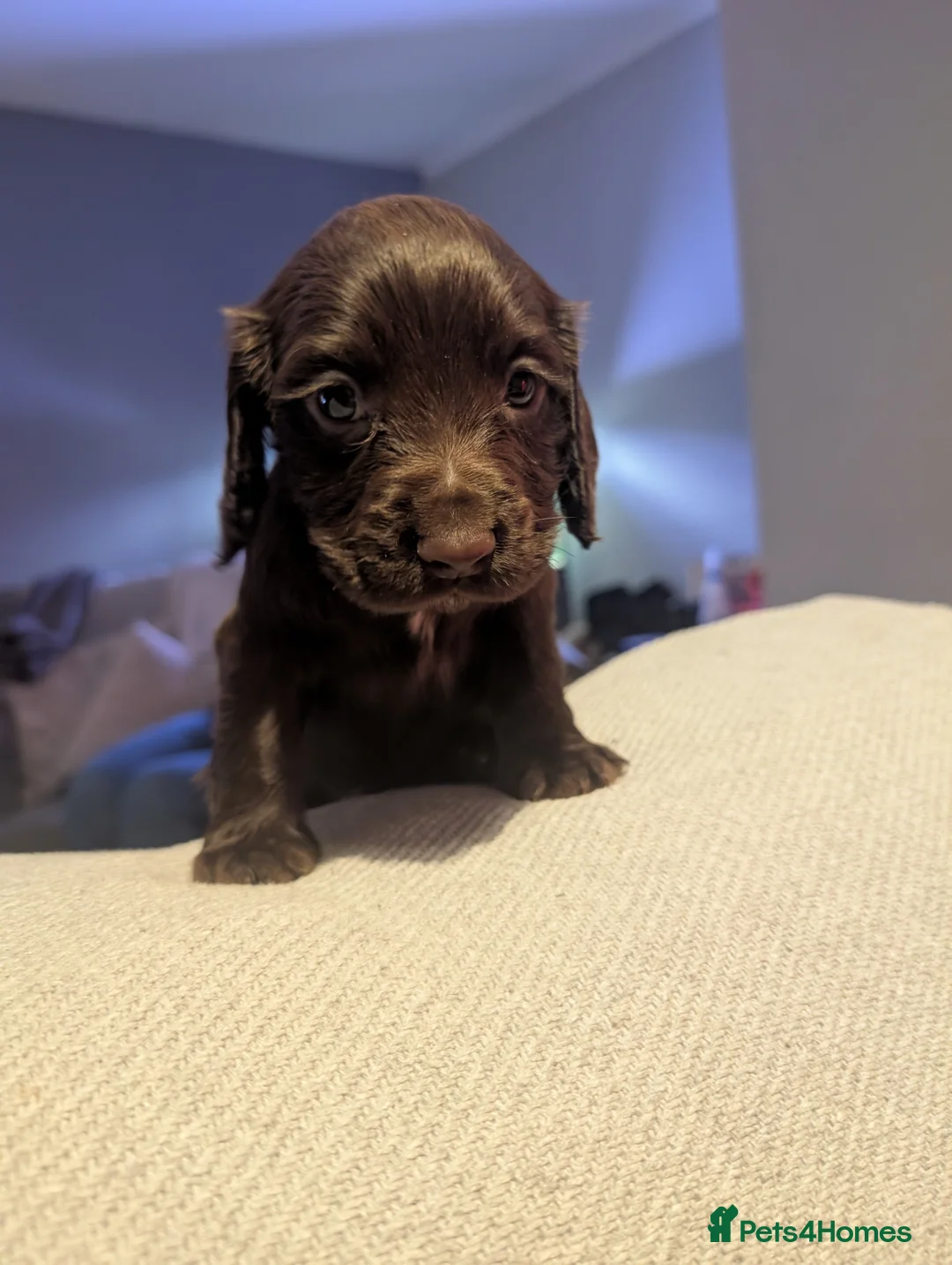 Cocker Spaniel dogs for sale: 2 stunning working cocker spaniel pups - Advert 8