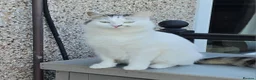 British Shorthair cats for sale: Four Beautiful Kittens for sale - Advert 3