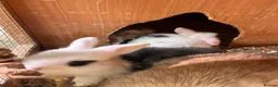 Mini Lop rabbits for sale: Mini Lop Kits  - Advert 5
