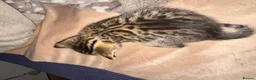 Bengal cats for sale: Cashmere bengals - Advert 18