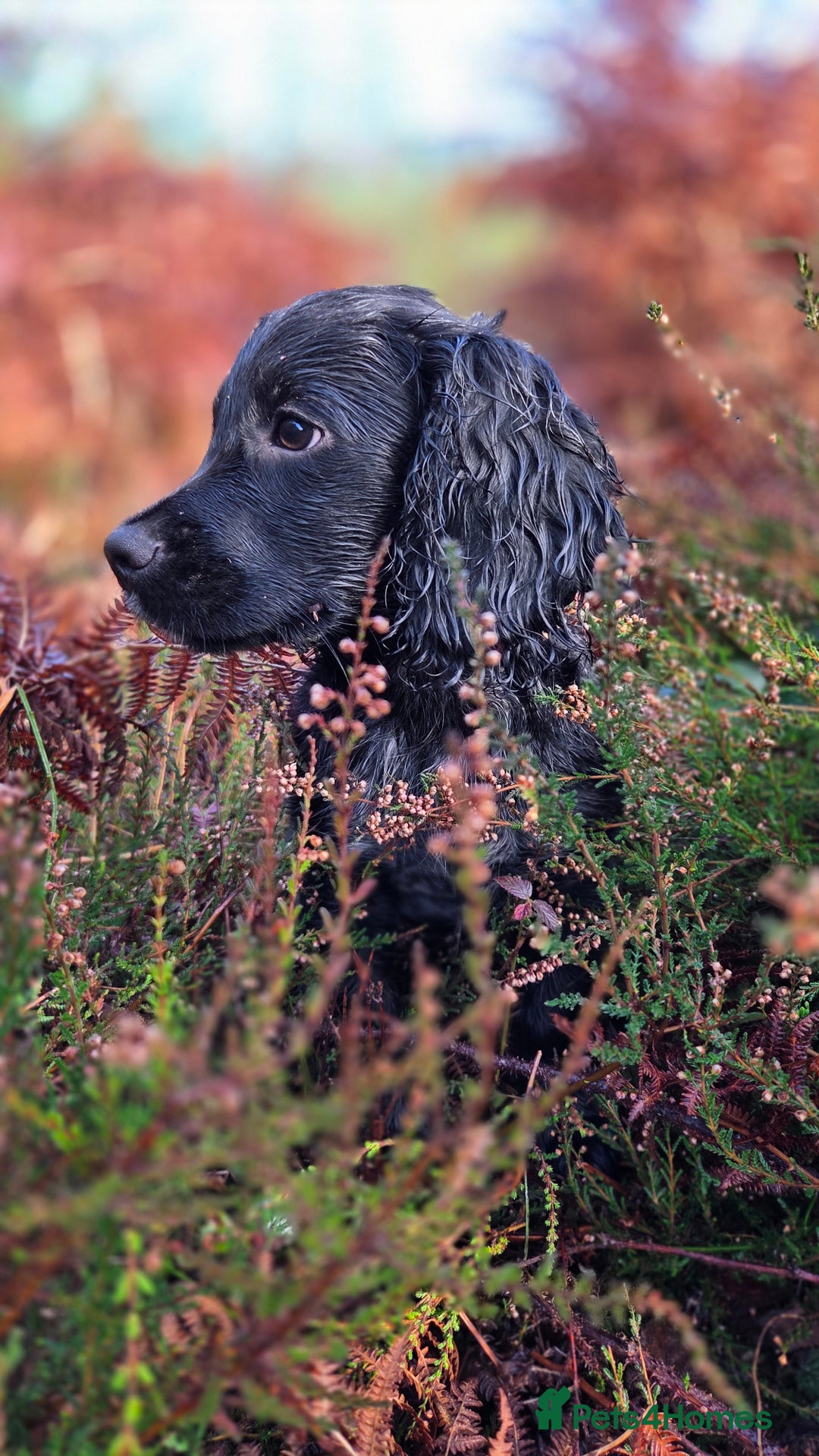 Cocker Spaniel dogs for stud: Working cocker at studs in Ashford - Image 16