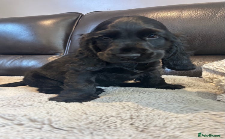 Cocker Spaniel dogs - Advert 2