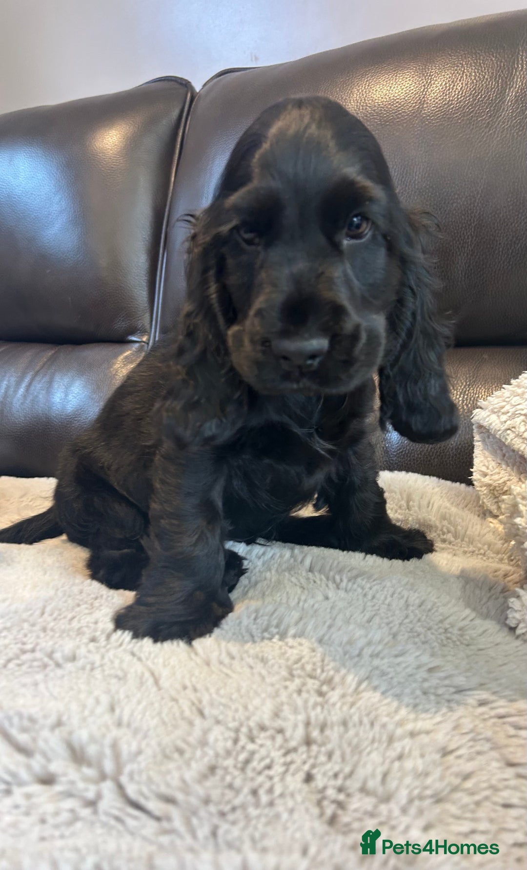 Cocker Spaniel dogs for sale: 🏅kc registered show type cocker puppy🏅 - Image 1