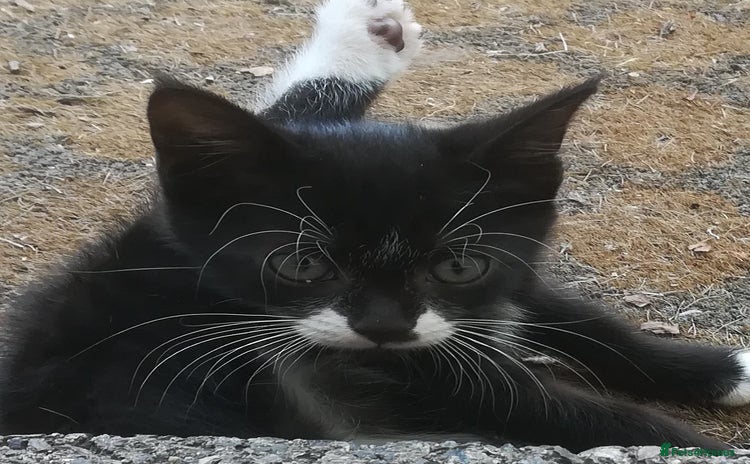 Mixed Breed cats - Advert 2