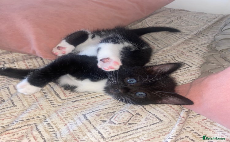 Mixed Breed cats - Advert 11