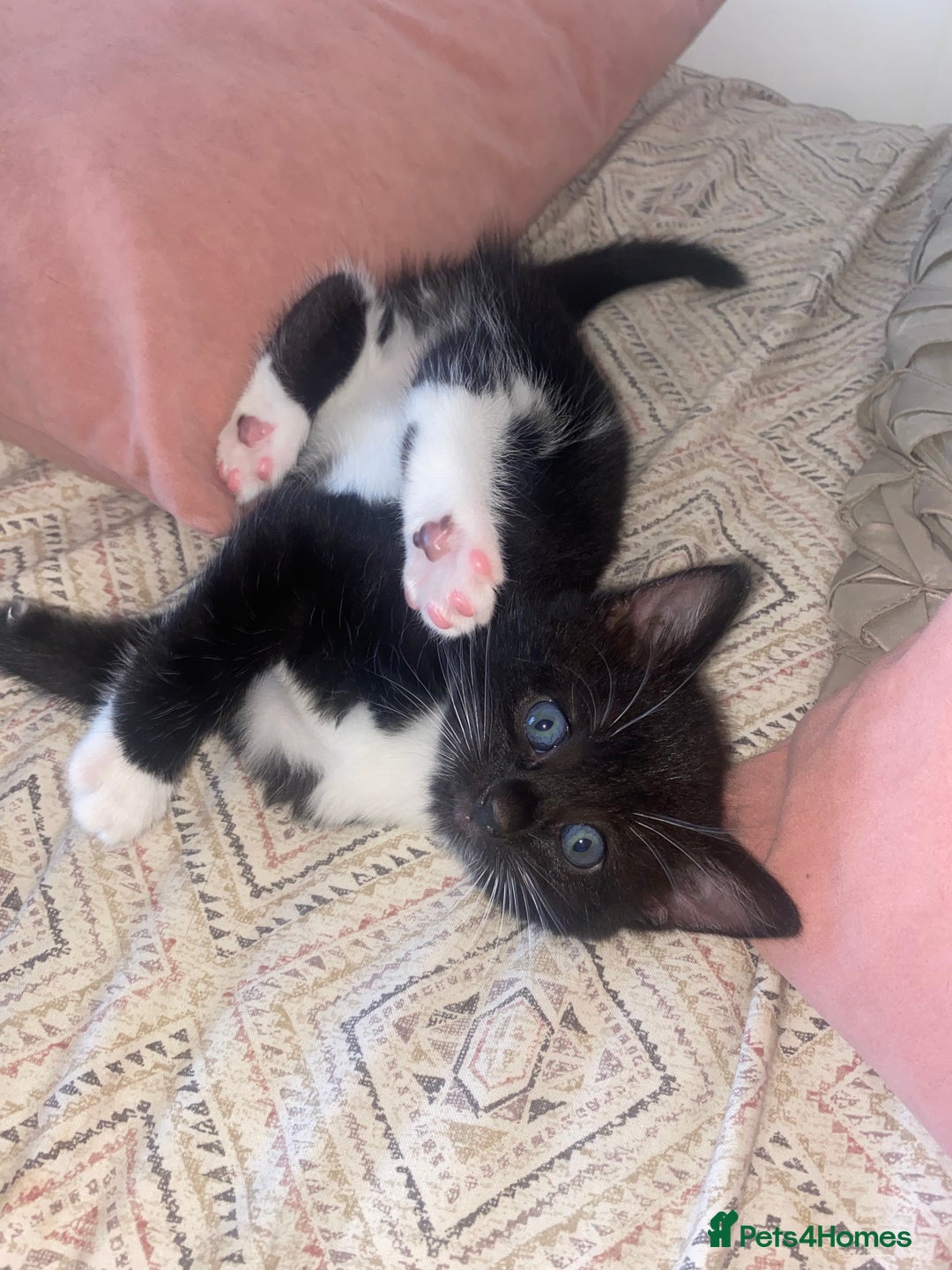 Mixed Breed cats for sale: BEAUTIFUL BLACK AND WHITE KITTENS 🐱  - Image 1