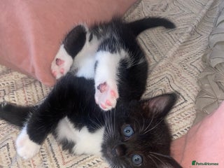 Mixed Breed cats - Advert 13