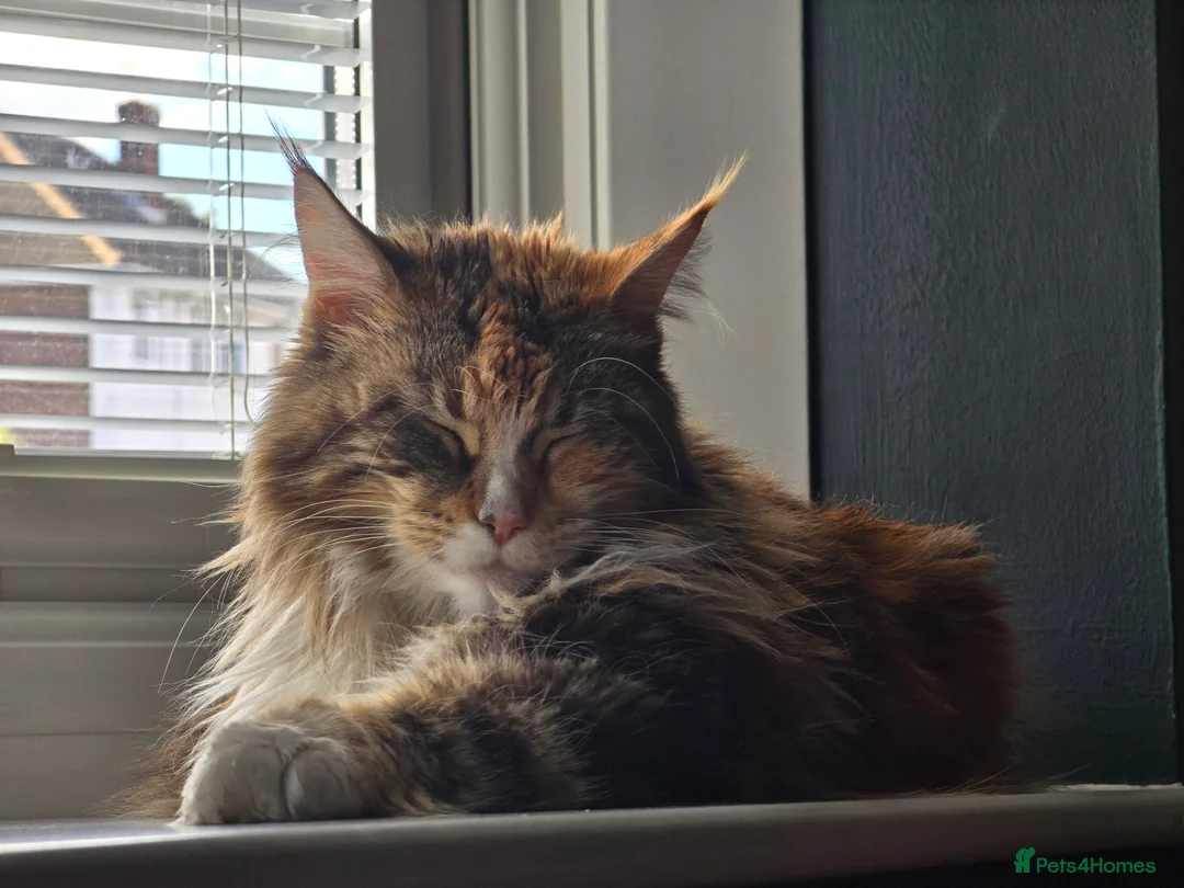 Mixed Breed cats for sale: Sisters looking for a new family home <3 - Advert 4