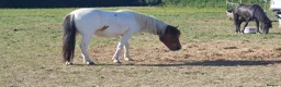 Dartmoor horses for sale: Lovely dartmoor  - Advert 6