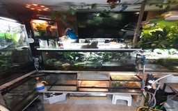 Gecko reptiles for sale: Geckos Fish Frogs full setups - Image 5