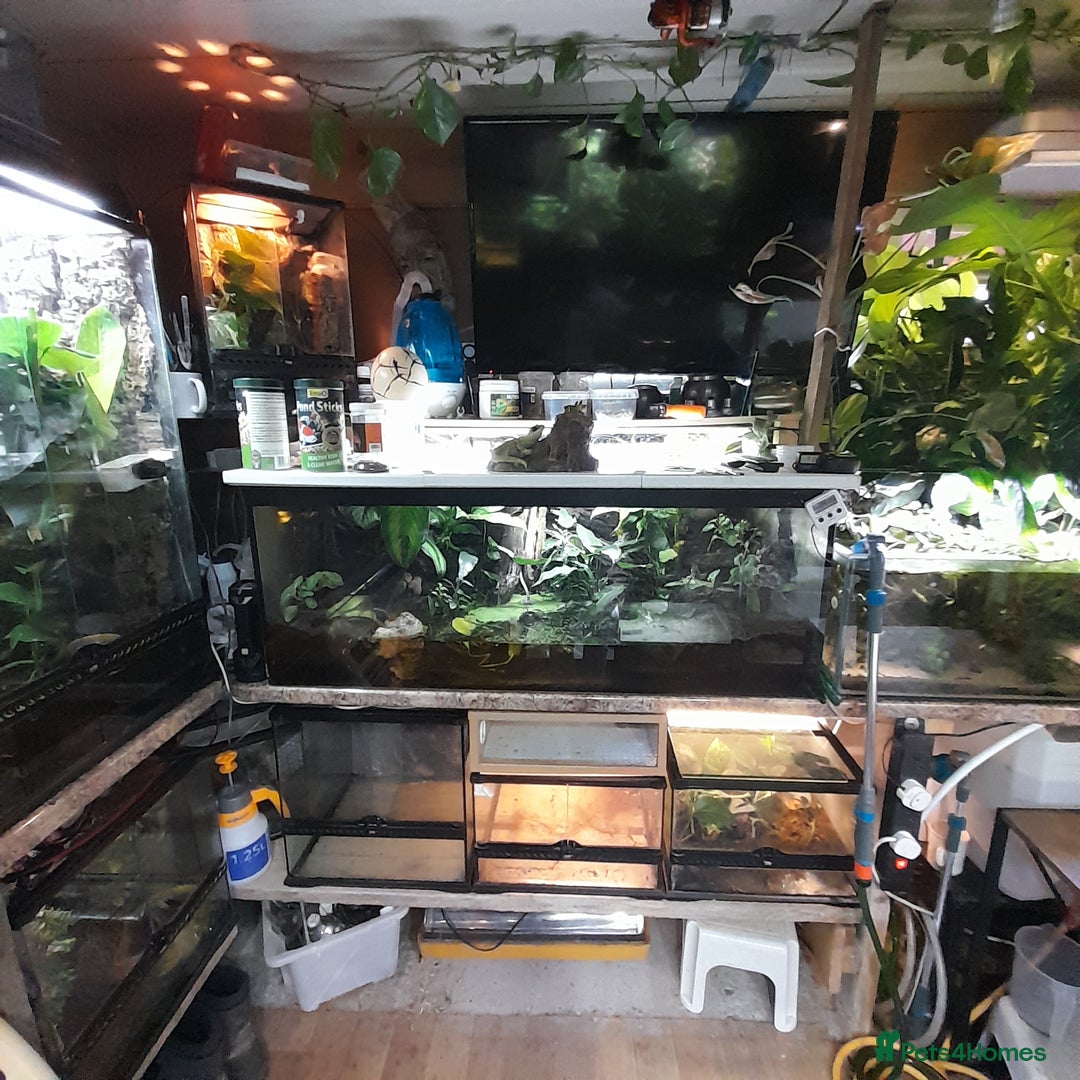 Gecko reptiles for sale: Geckos Fish Frogs full setups - Image 5