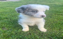 Border Collie dogs for sale: Border Collies READY NOW - Image 10