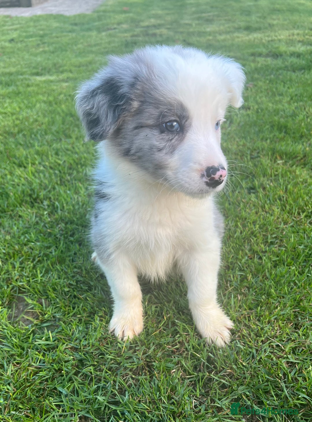 Border Collie dogs for sale: Border Collies READY NOW - Image 10