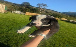 Border Collie dogs for sale: Border Collie Puppies - Image 17