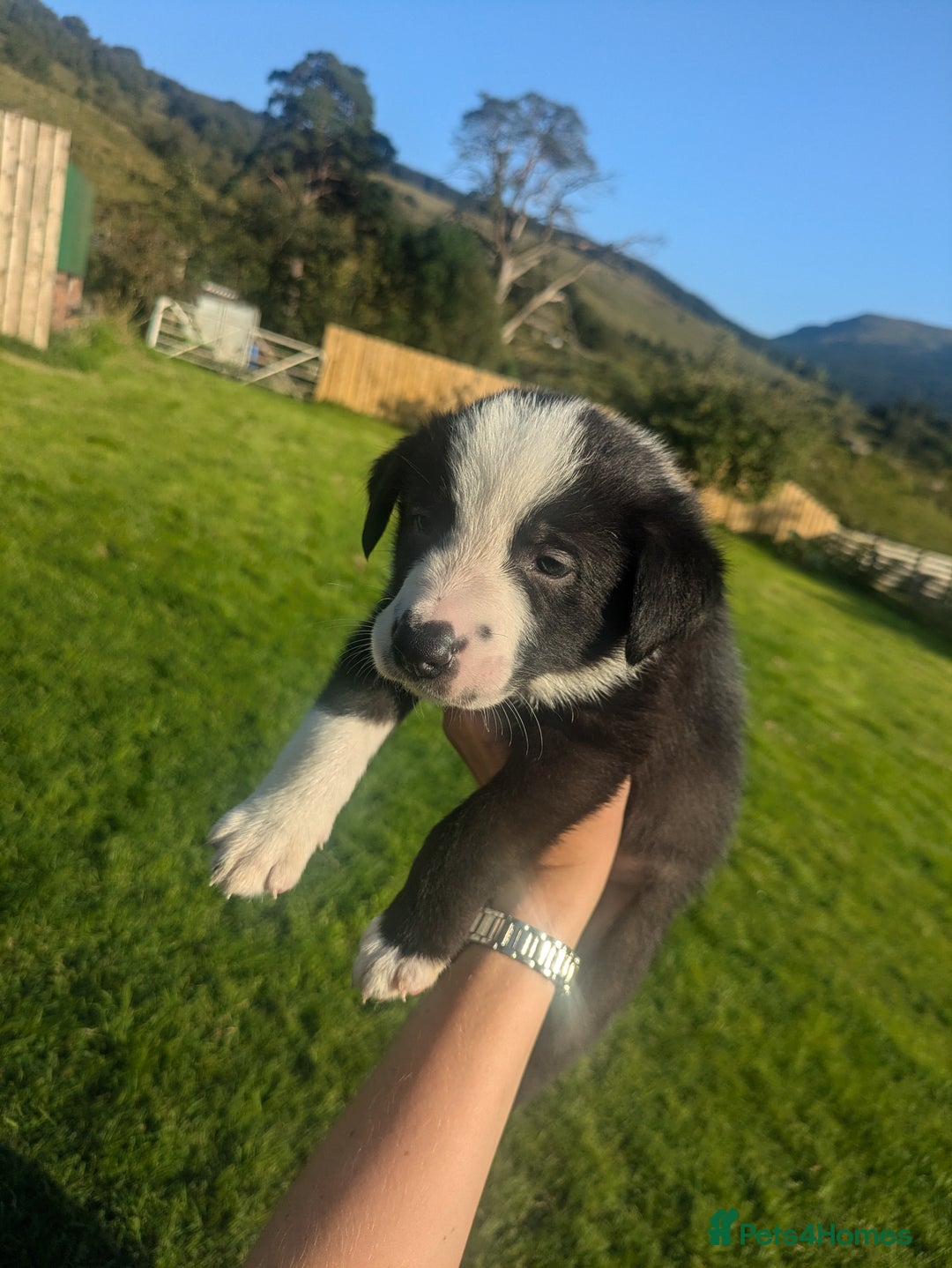 Border Collie dogs for sale: Border Collie Puppies - Image 17
