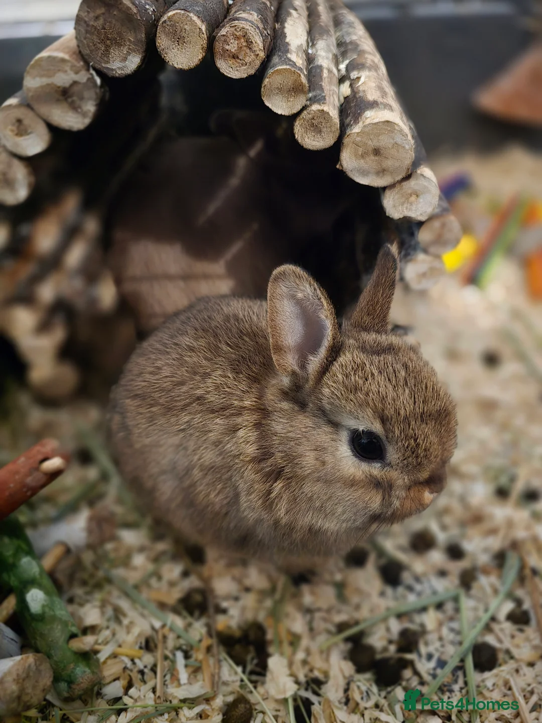 Netherland Dwarf rabbits for sale: Netherland dwarf babies bunnies - Advert 6