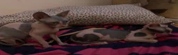 Sphynx cats for sale: Two gorgeous Sphynx kittens  in Sheffield - Advert 6