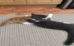 Siberian cats for sale: Special needs kitten needs a special home - Image 6