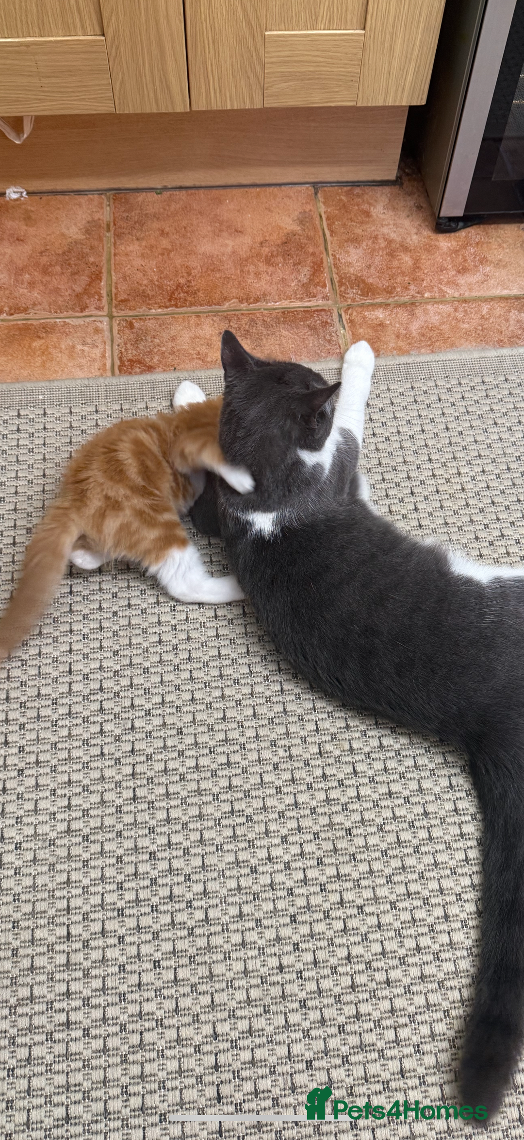 Siberian cats for sale: Special needs kitten needs a special home - Image 6
