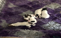 Parson Russell dogs for sale: KC quality health tested parson Russell terriers  - Image 5
