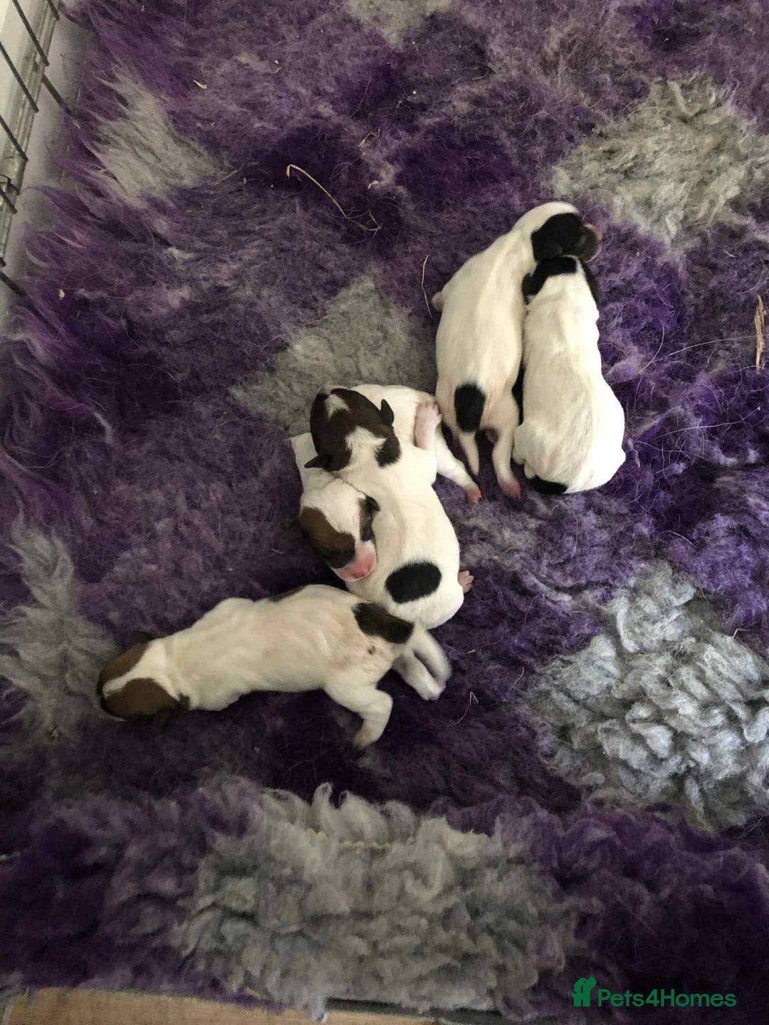 Parson Russell dogs for sale: KC quality health tested parson Russell terriers  - Image 5