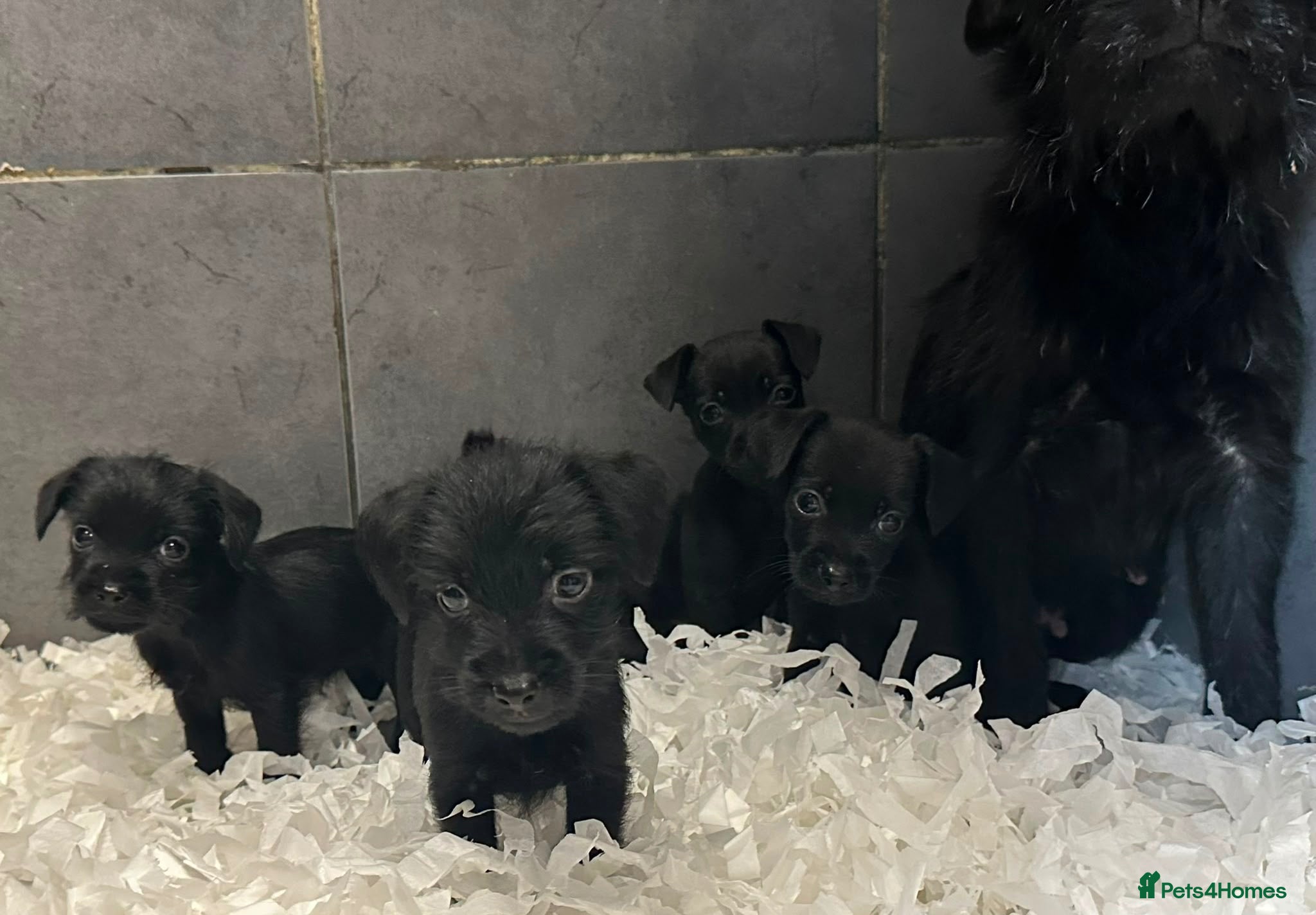 Patterdale Terrier dogs Patterdale puppies  - Advert 1