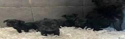 Patterdale Terrier dogs for sale: Patterdale puppies  in Wisbech - Advert 1